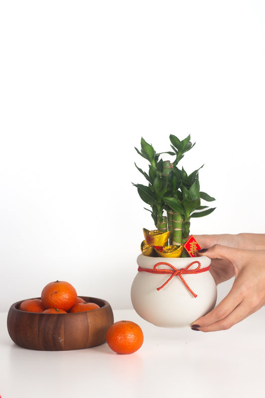 Golden Spring Bamboo