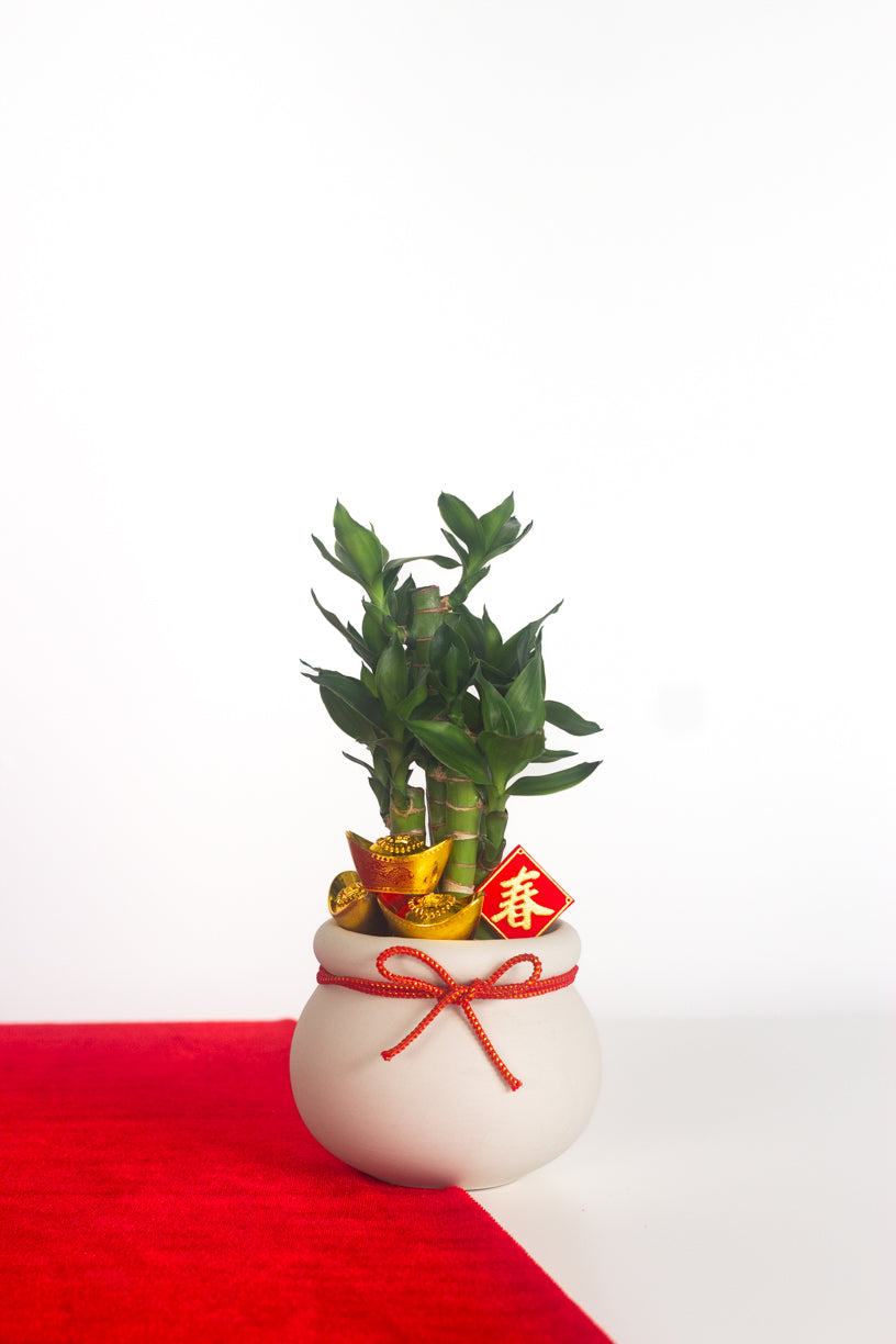 Golden Spring Bamboo – Bloomspace