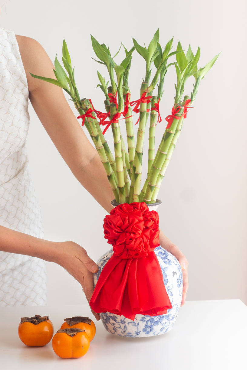 Prosperous Lucky Bamboo