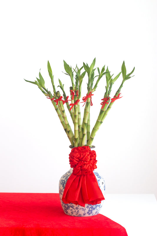 Prosperous Lucky Bamboo