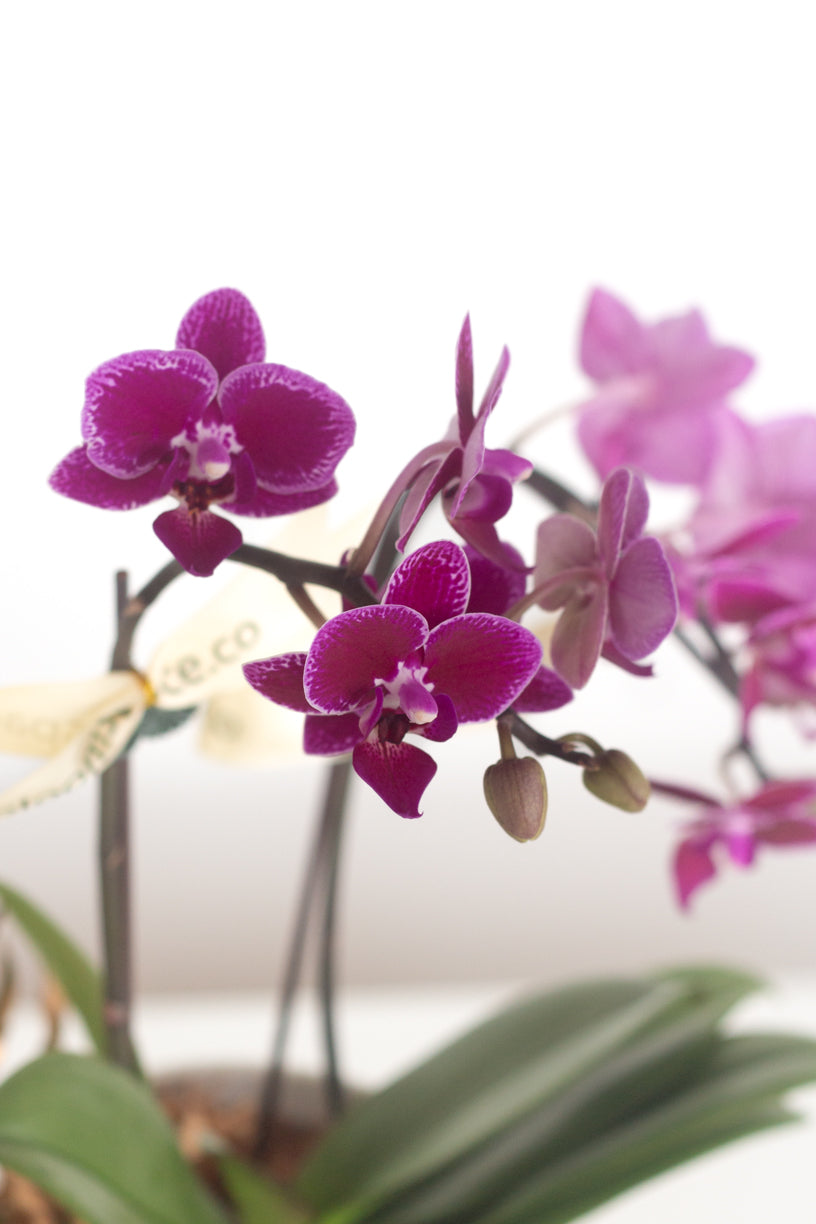 Auspicious Bloom Orchid