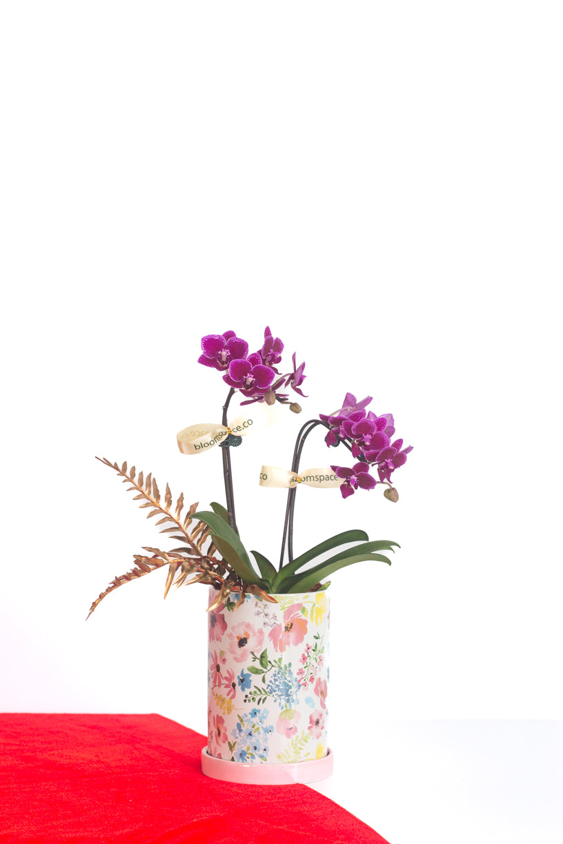 Auspicious Bloom Orchid