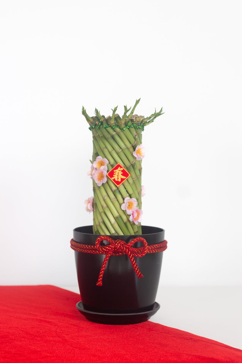 lucky bamboo twist Lucky Twist Bamboo – Bloomspace