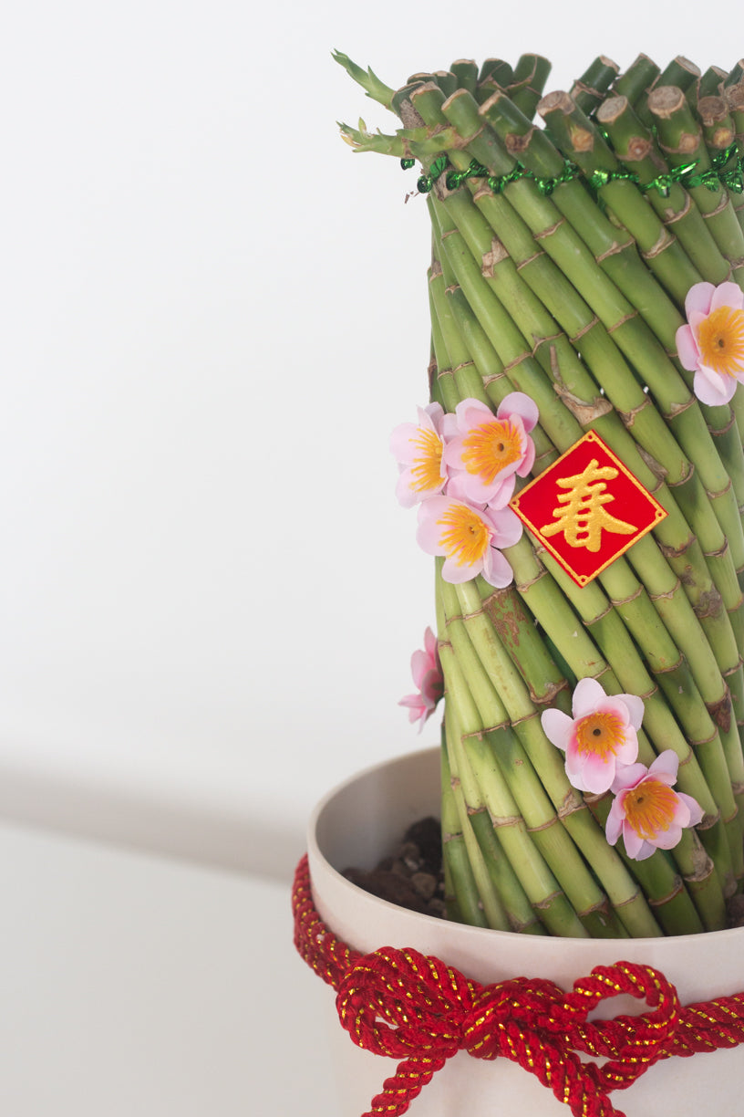 lucky bamboo twist Lucky Twist Bamboo – Bloomspace