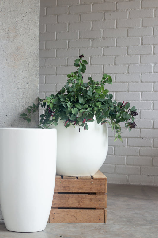 Olympia Planter
