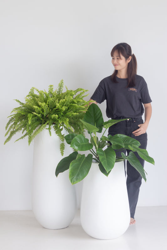 Olaeis Planter