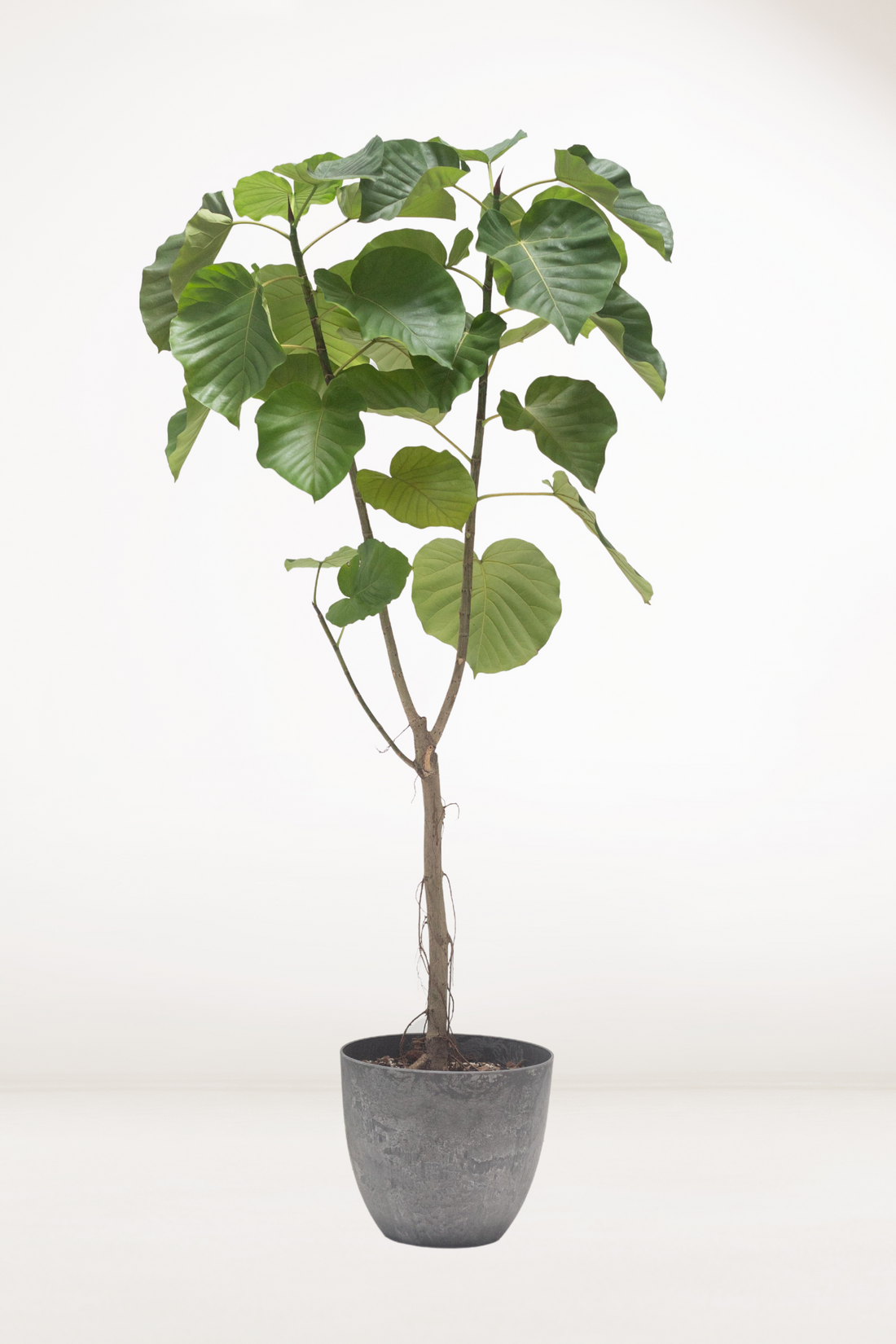 Ficus Umbellata – Bloomspace