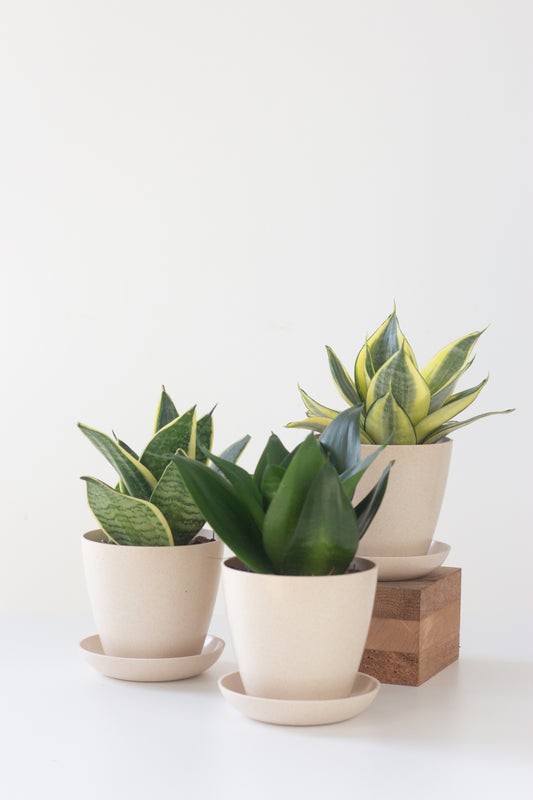 The Three Musketeers