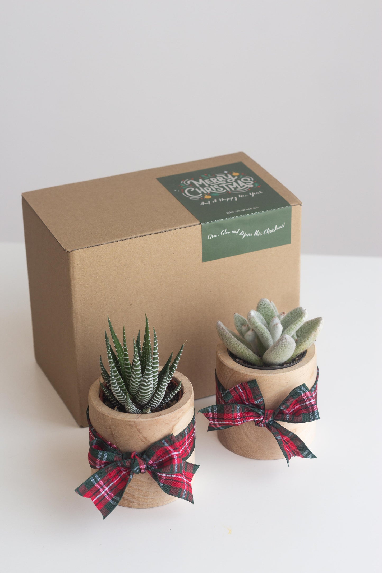 christmas gift succulent Succulent Teacup – Bloomspace