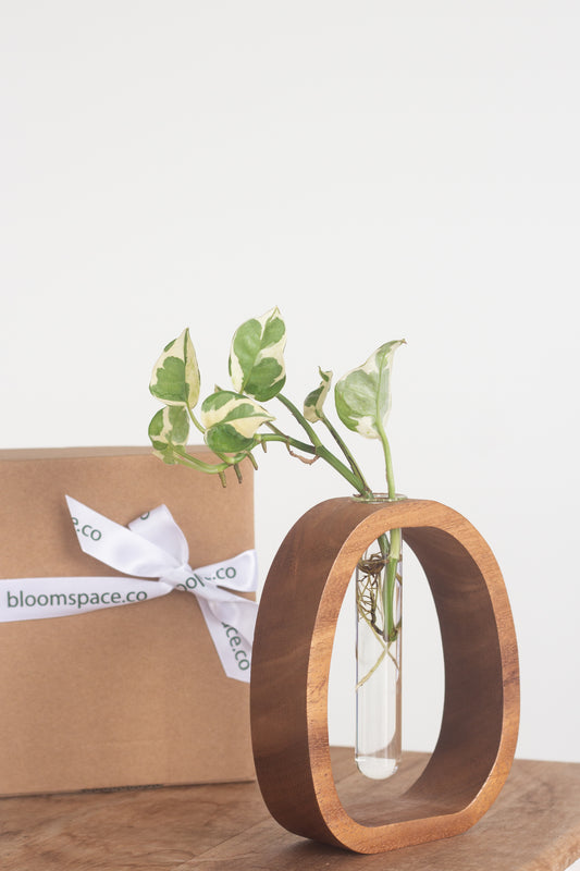 Propagation Vase