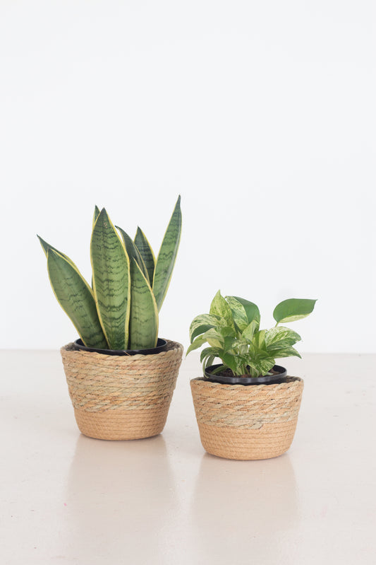 Evergreen Set
