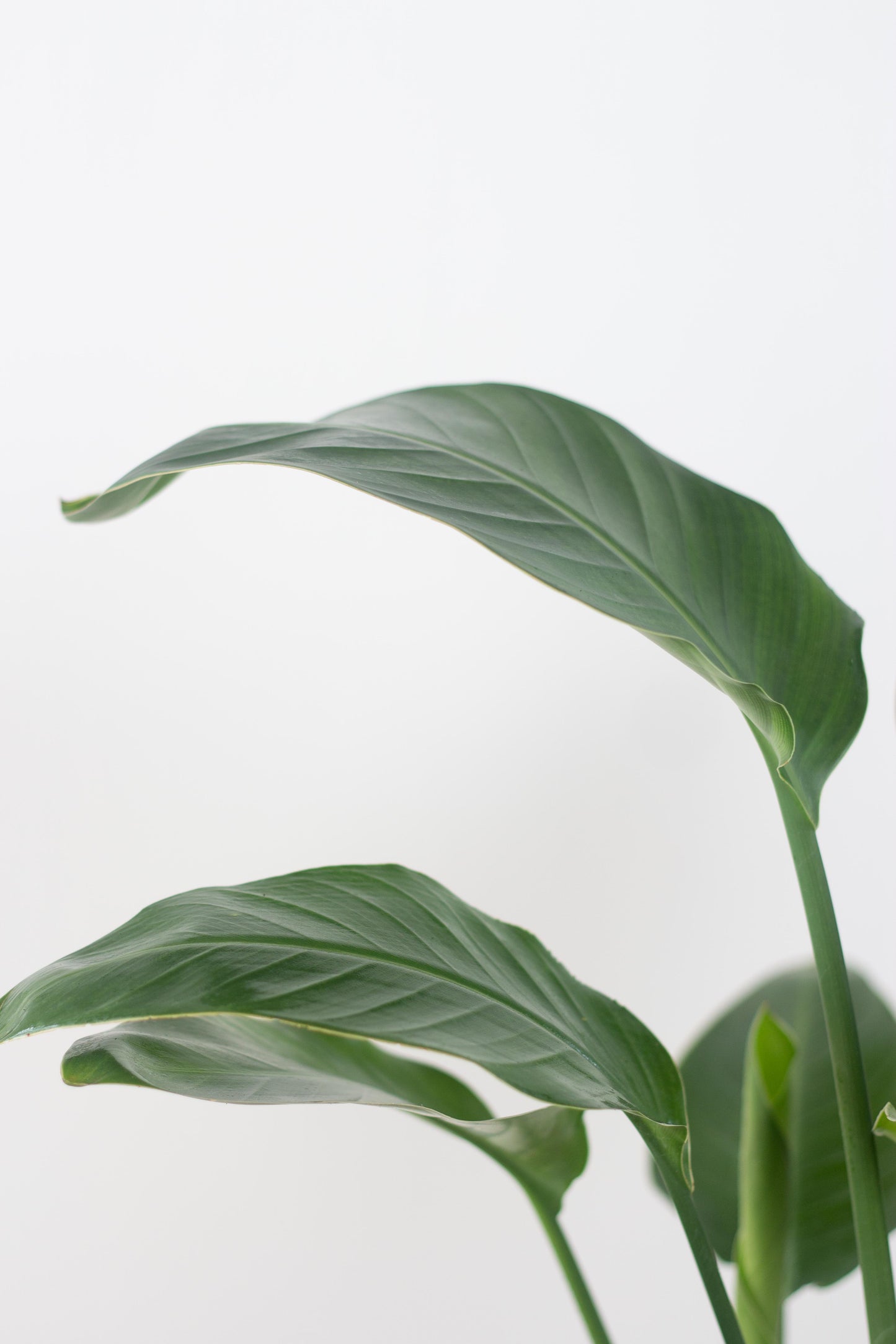 Closeup-Bird of Paradise