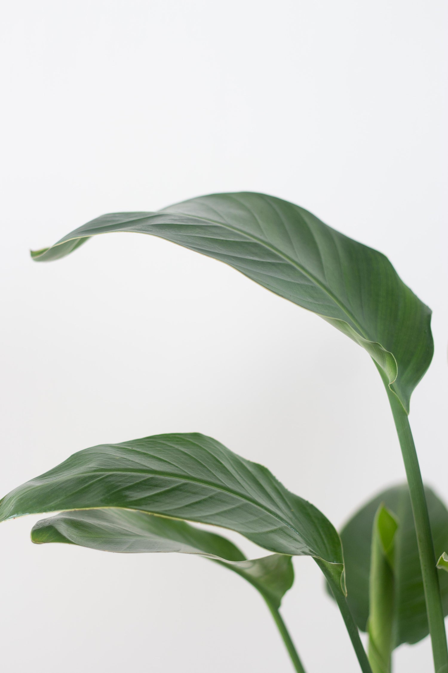 Closeup-Bird of Paradise