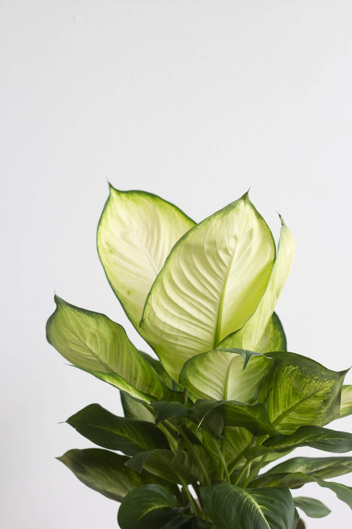 Closeup-Dieffenbachia Honeydew