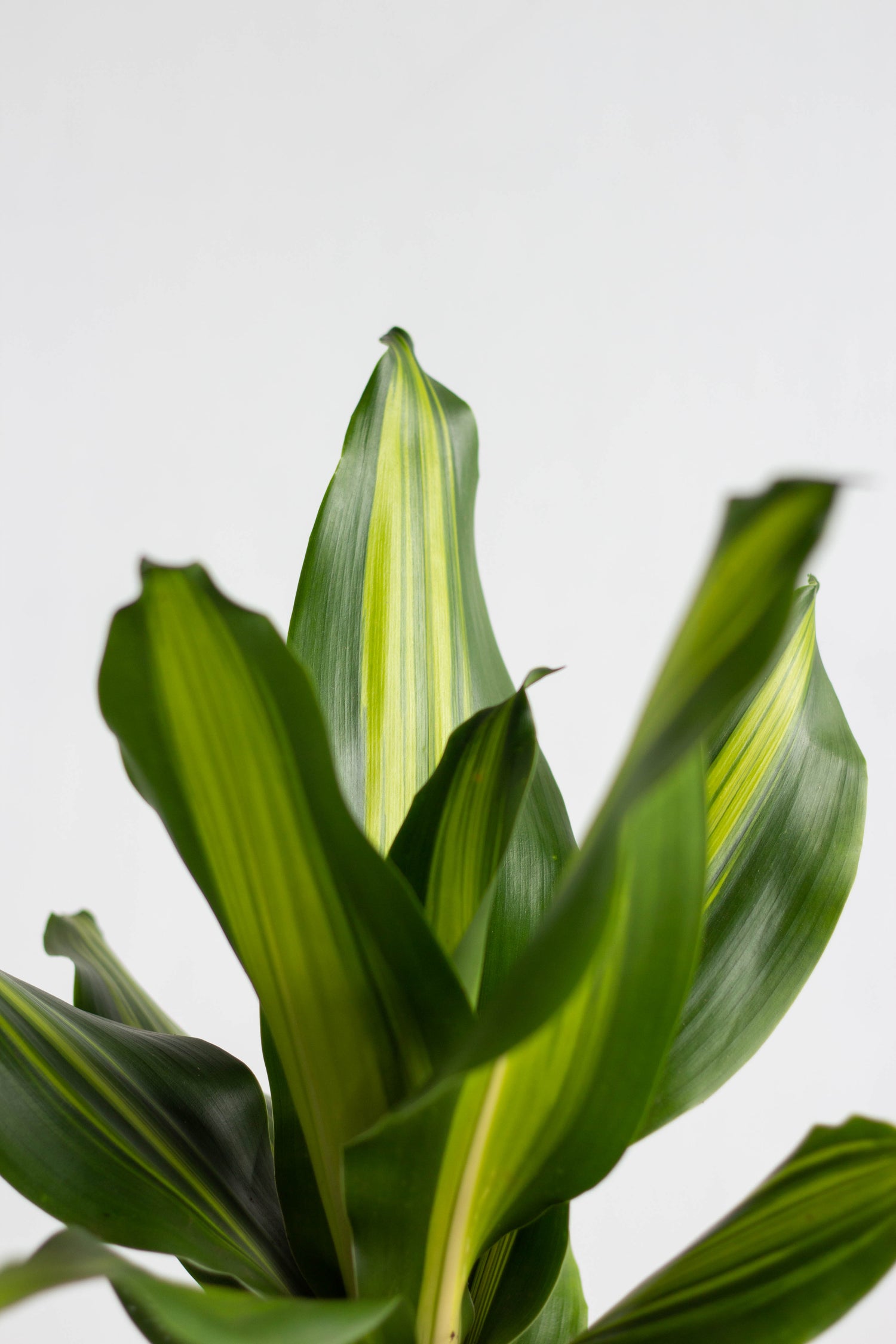 Closeup-Dracaena Fragans