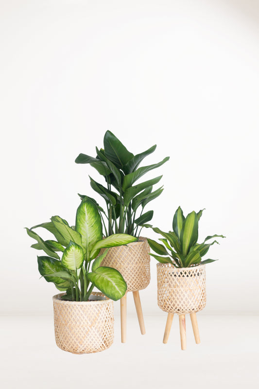 Paradise Plant Set