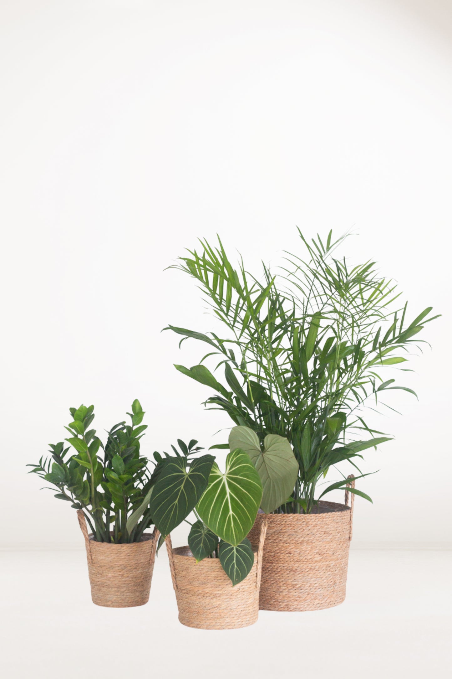 Grove Plant Set