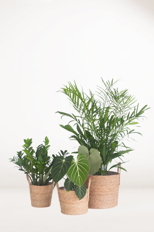 Grove Plant Set