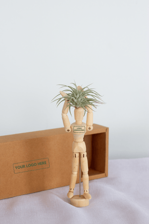 Airplant Hercules