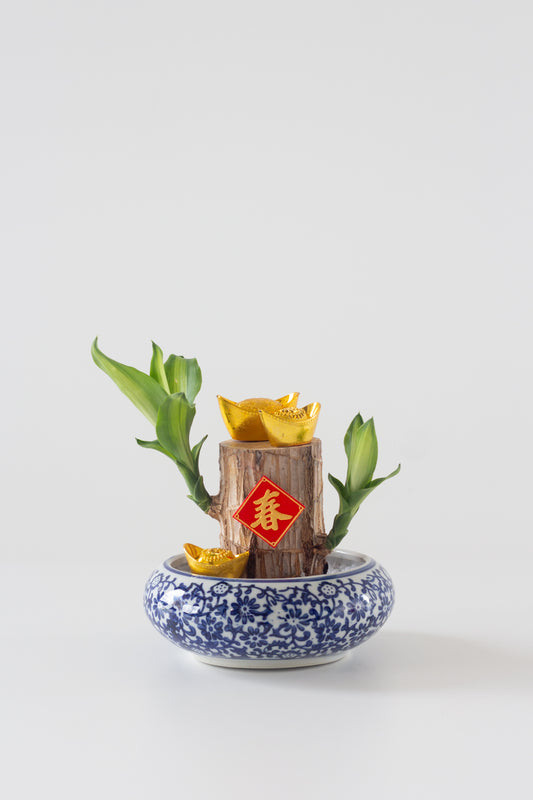 Fortune Dracaena