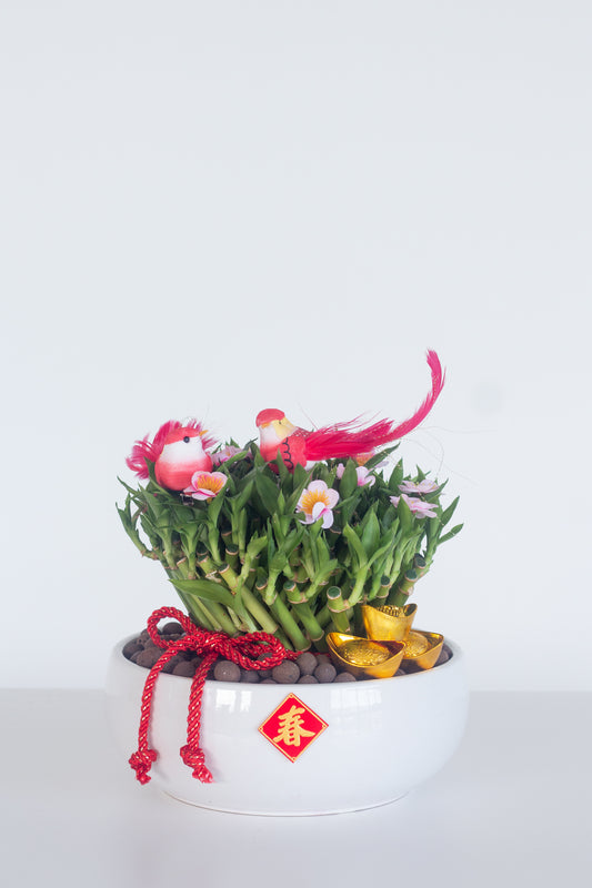 Twister Lucky Bamboo