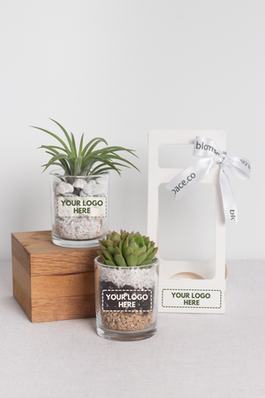 Plant in Glass