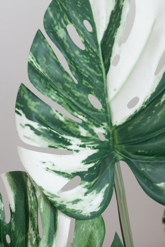 Faux Monstera Albo