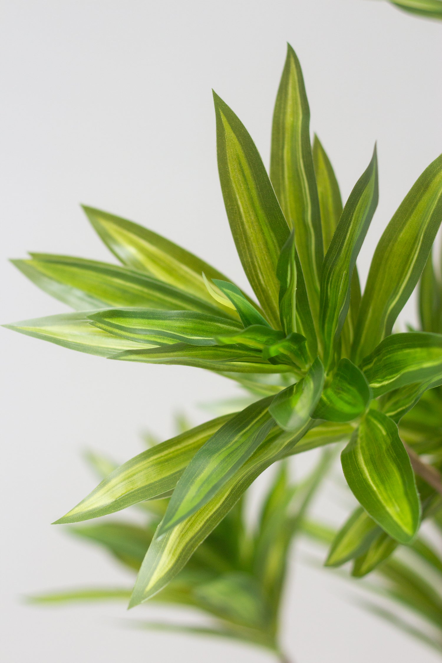 faux dracaena marginata Faux Dracaena Tree – Bloomspace