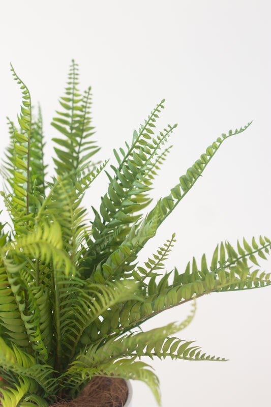 Faux Fern