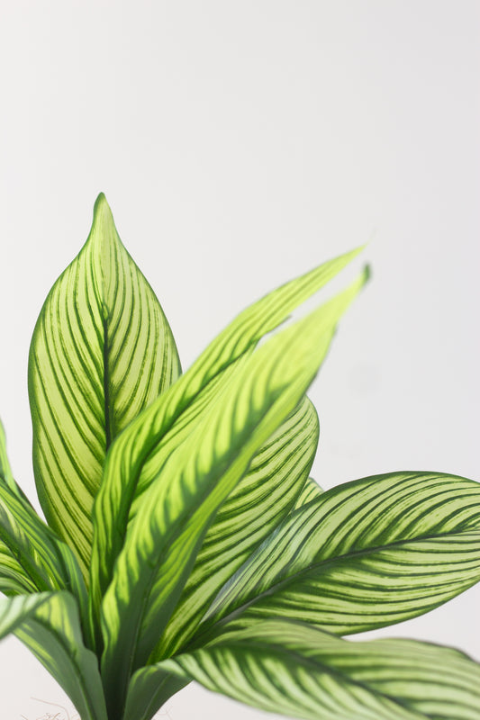 Faux Calathea White Line