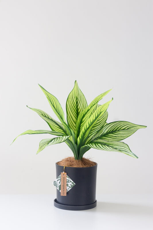 Faux Calathea White Line