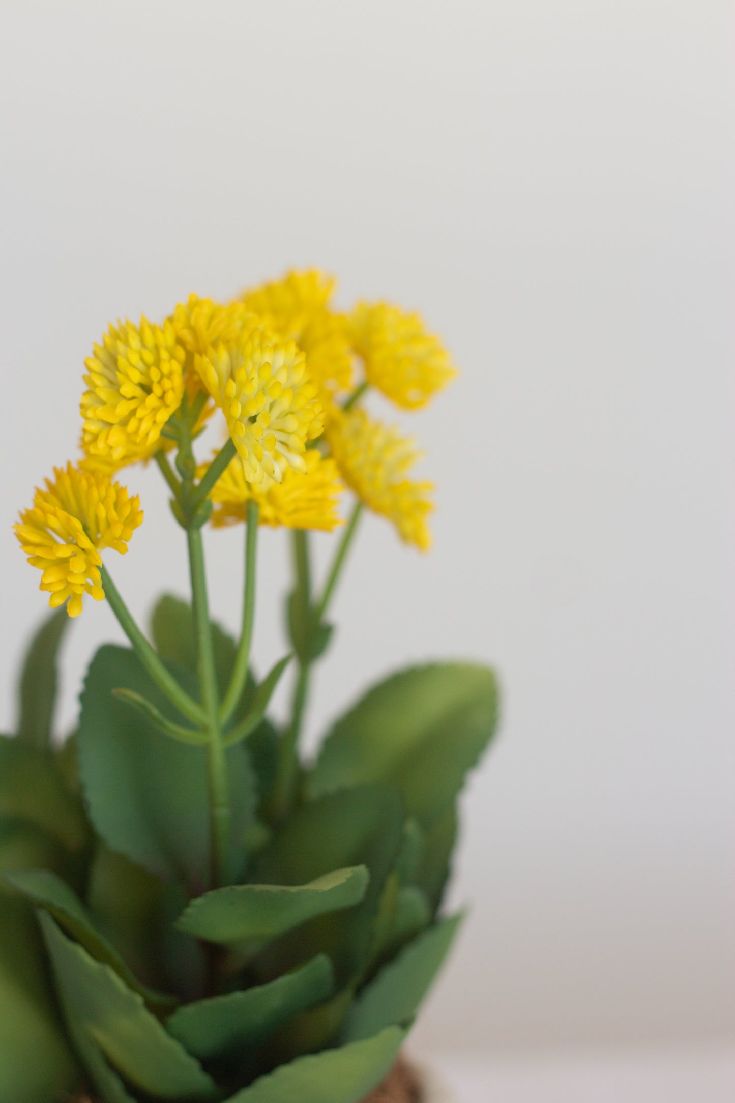 Faux Kalanchoe