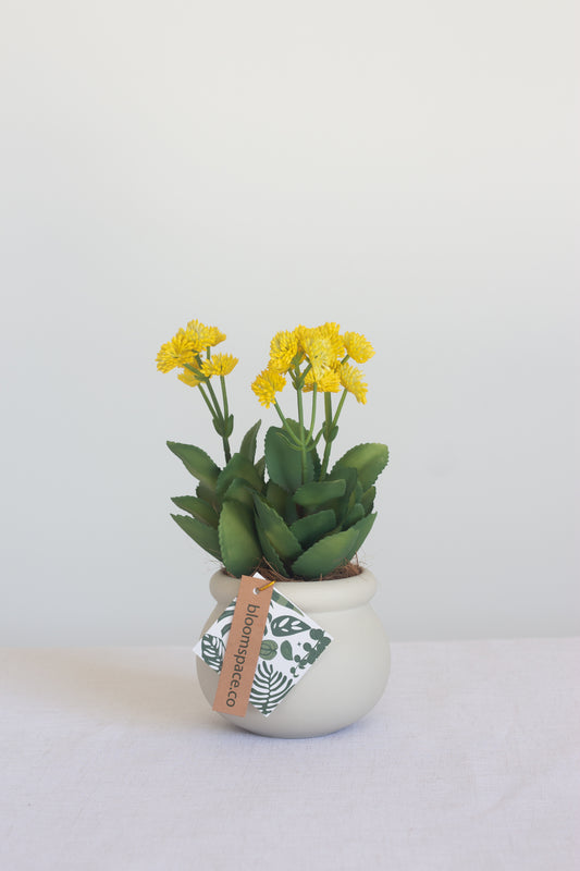 Faux Kalanchoe