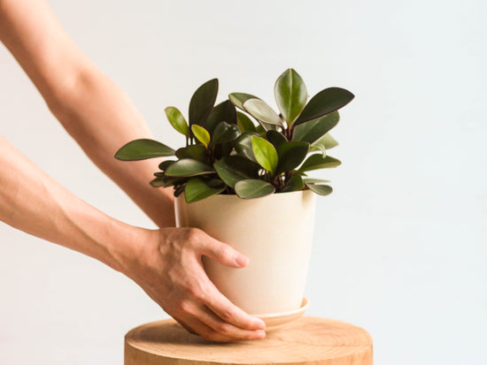 Your plant is carefully handpotted in our designer pot with proper drainage and a matching saucer, ready for display.