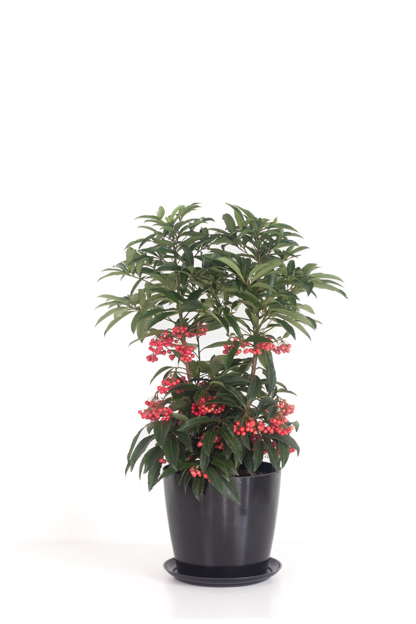 coral berry house plant Coral Berry – Bloomspace