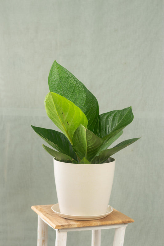 Anthurium Jungle Bush