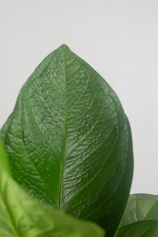 Anthurium Jungle Bush