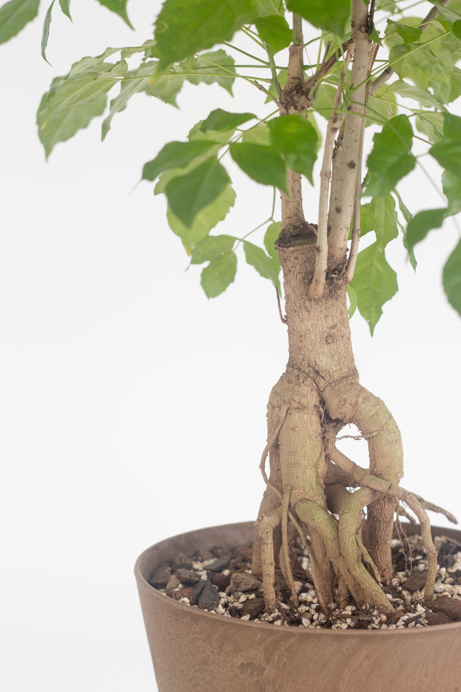 china doll bonsai tree China Doll Bonsai – Bloomspace