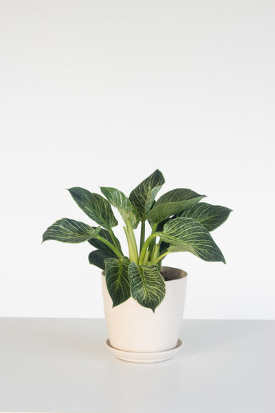 philodendron birkin pot size Philodendron Birkin – Bloomspace