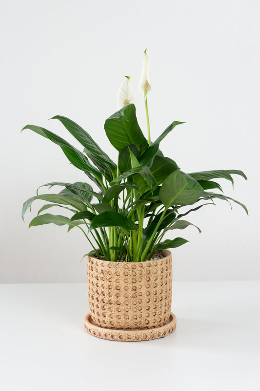 Peace Lily
