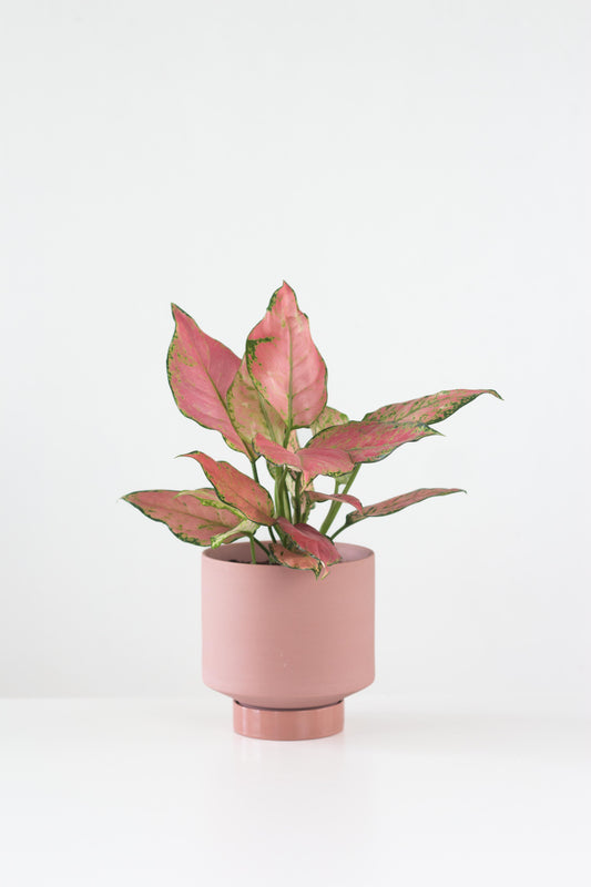 Anjamani Pink