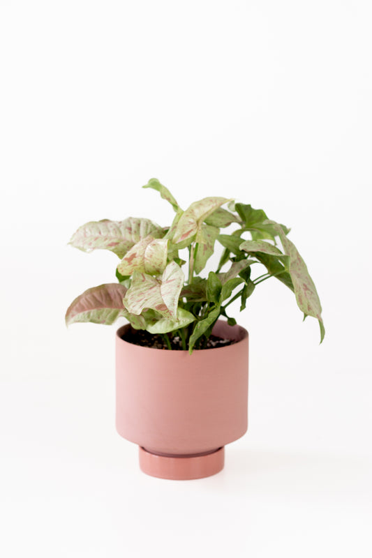 Syngonium Milk Confetti