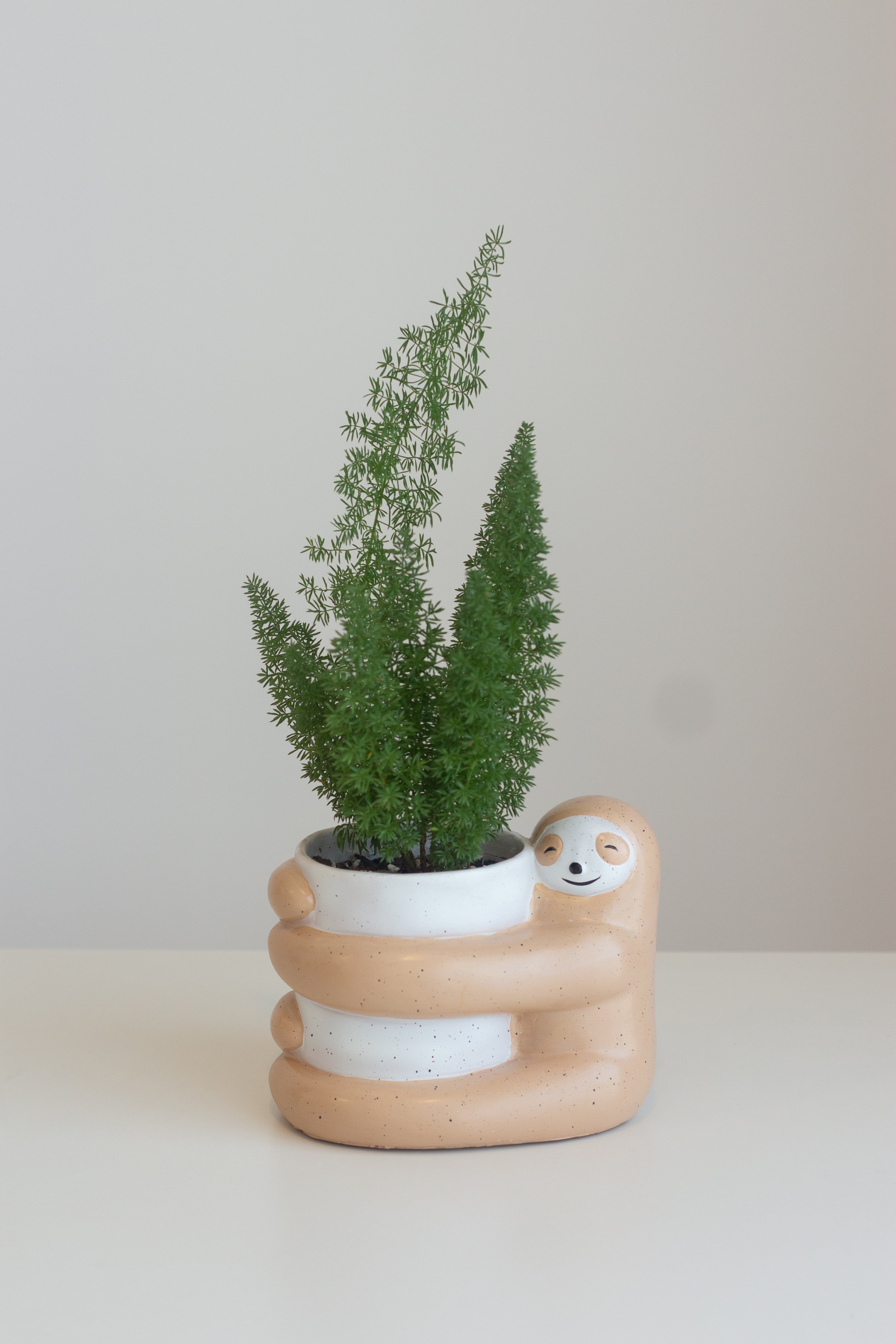 Foxtail Fern – Bloomspace