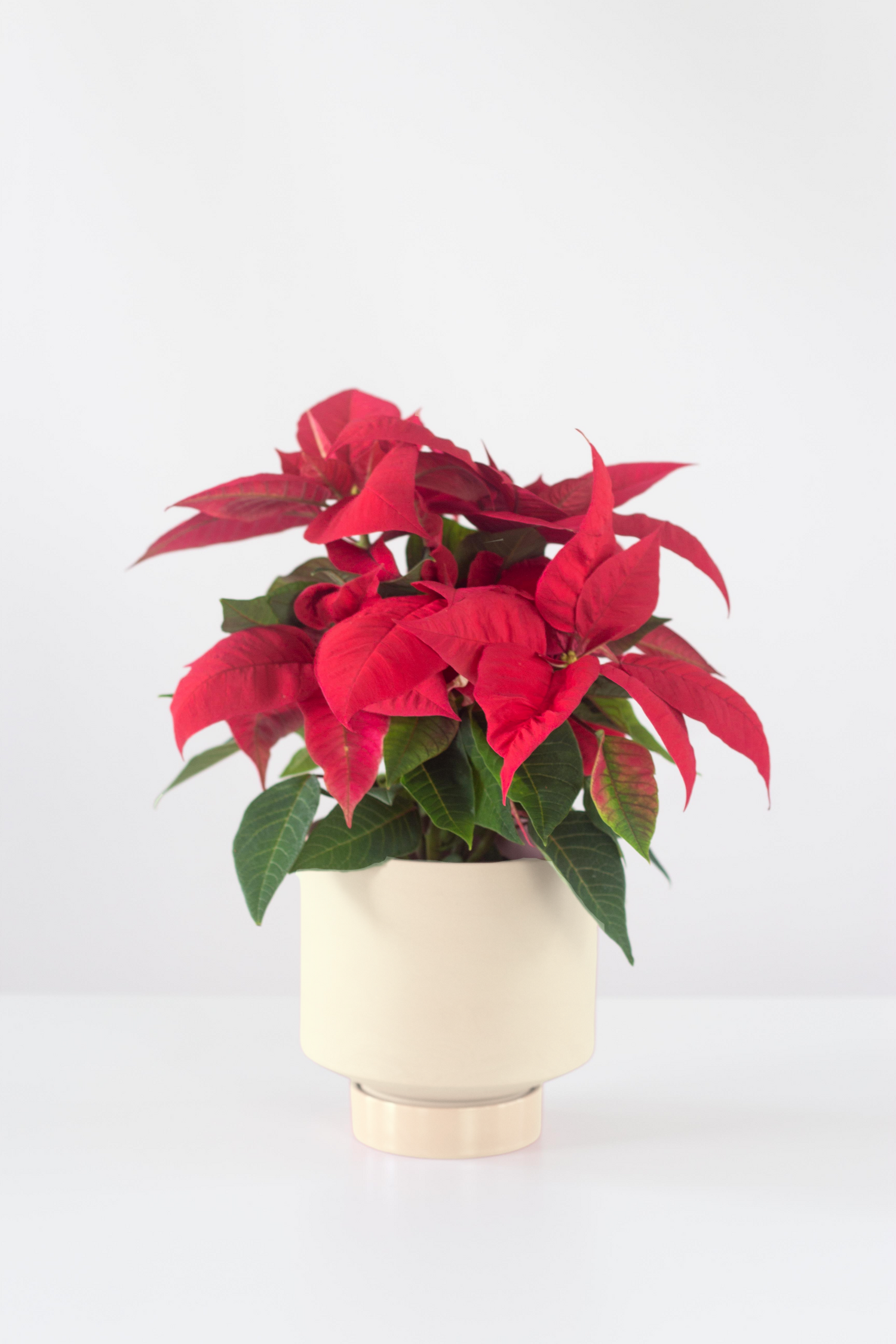 poinsettia plant indoor Red Poinsettia – Bloomspace