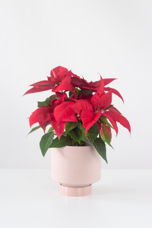Red Poinsettia