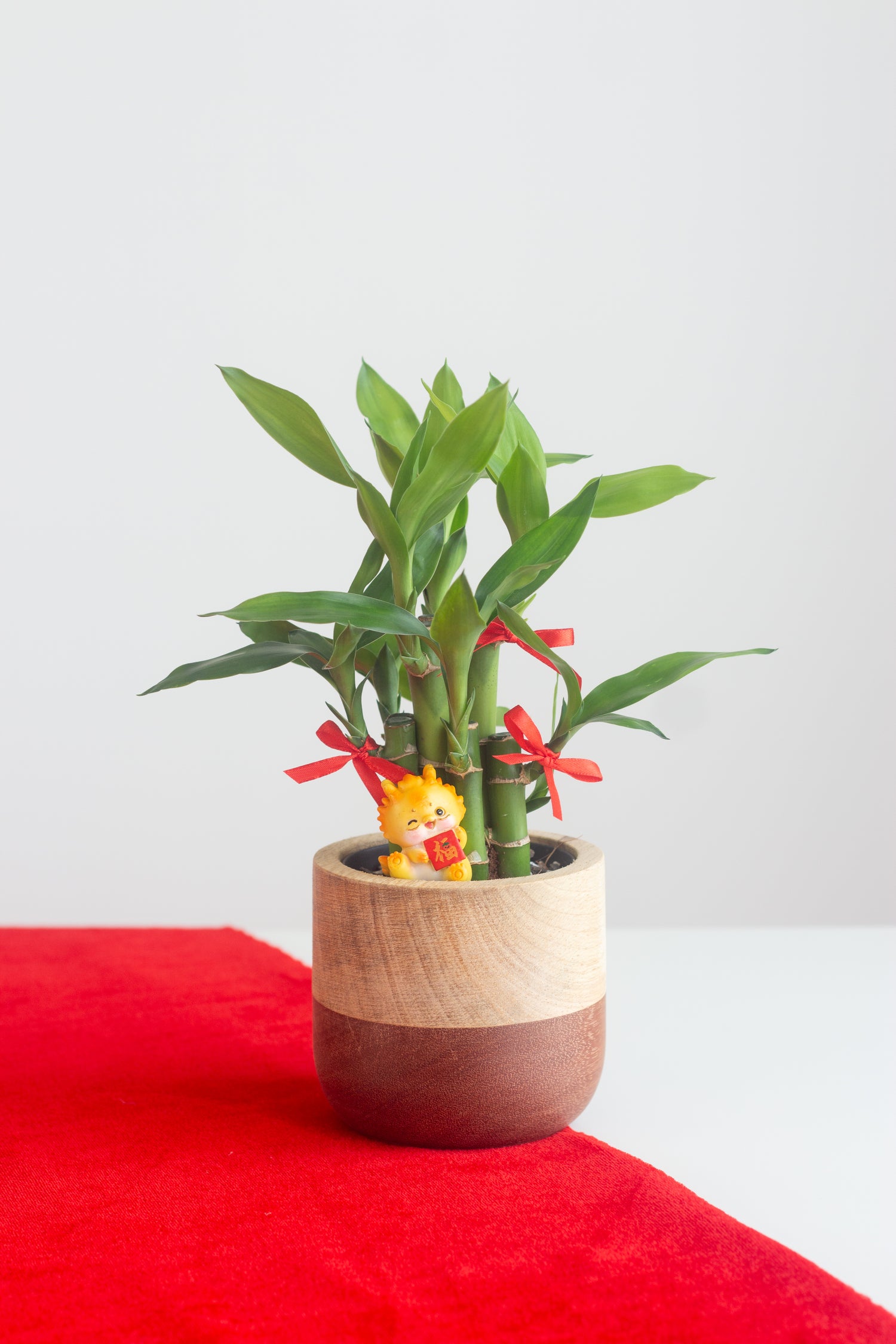 lucky bamboo plant price in india Lucky Bamboo – Bloomspace