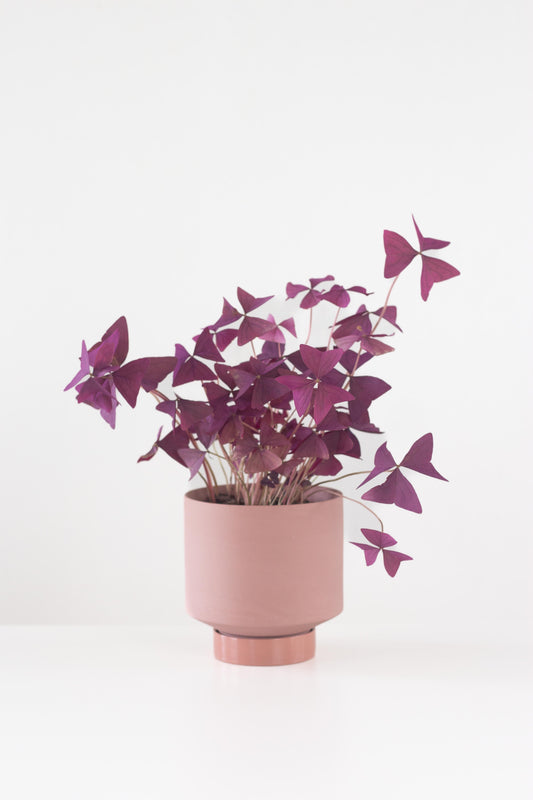 Oxalis Triangularis