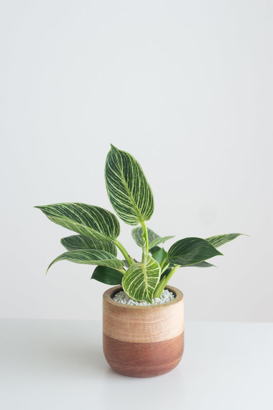 Philodendron Birkin