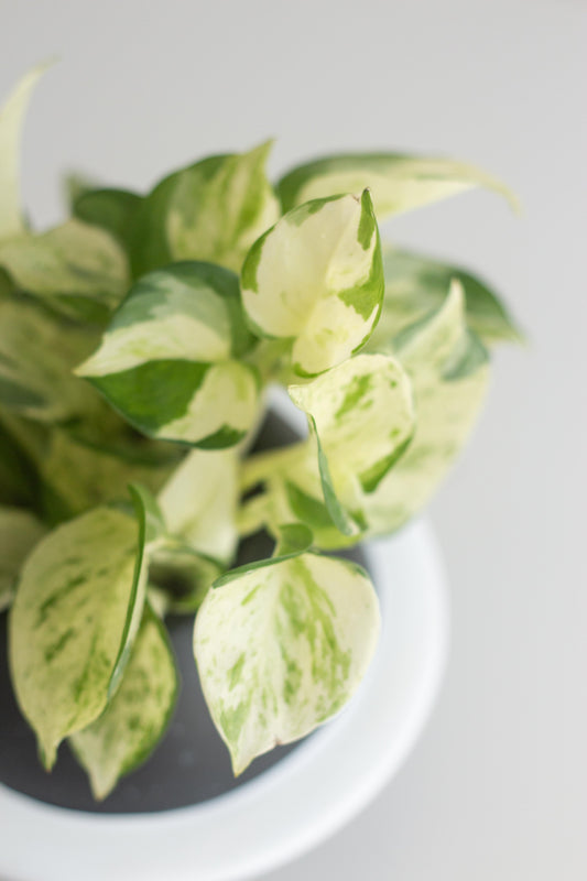 Manjula Pothos
