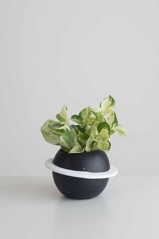 Manjula Pothos